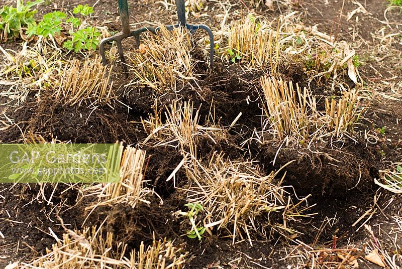 Dividing Grasses, Step 5 - Eight small plants of Miscanthus sinensis 'Morning Light' - Chinese Silver Grass - having been split from one large clump. Early Spring