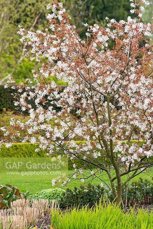 Amelanchier laevis - Allegheny, Service Berry at  RHS Hyde Hall, April