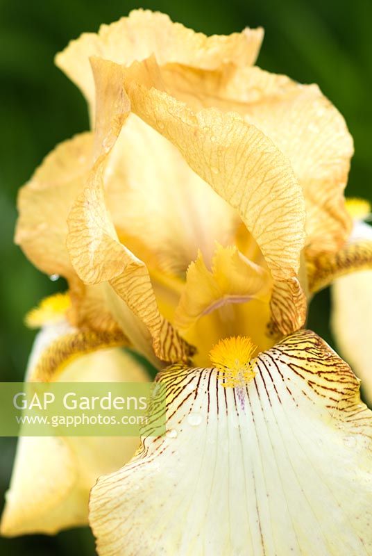 Iris 'Benton Susan' - Tall Bearded Iris, May