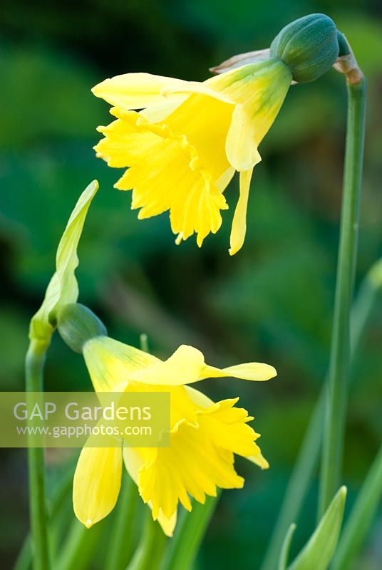 Narcissus 'Cedric Morris' - Trumpet Daffodil  