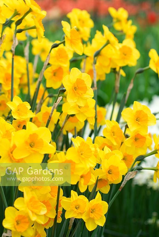 Narcissus Suzy - Daffodil Jonquilla and Apodanthus group  