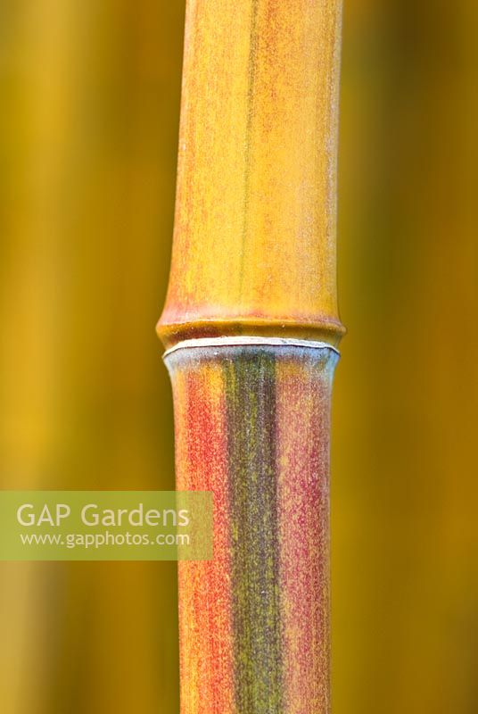 Phyllostachys aureosulcata f. spectabilis - Golden-Groove Bamboo 