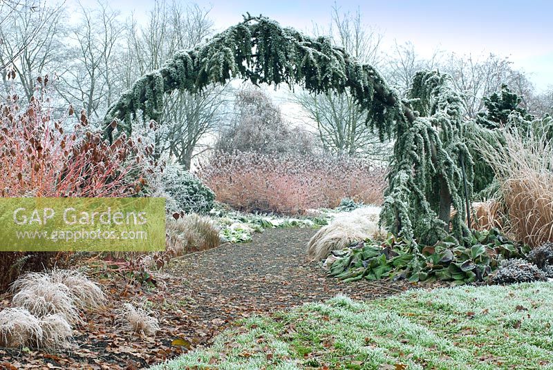 Cedrus atlantica 'Glauca Pendula' arch at entrance to The Winter Garden, Bressingham Gardens, Norfolk, UK