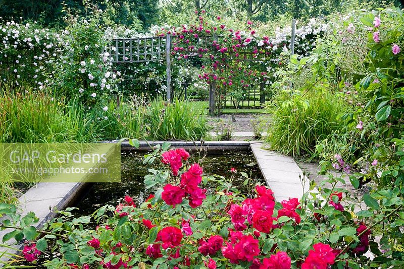View of formal pond with Rosa 'Etoile de Hollande' in foreground and rose trellis with various climbers behind. Iris foliage around pond