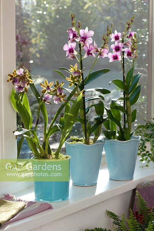 Zygopetalum and Dendrobium 'Polar Fire' in turquoise pots