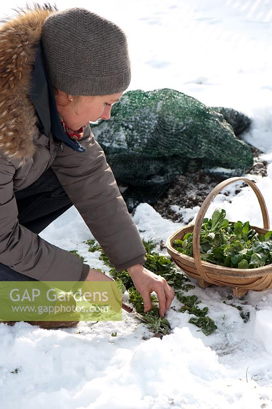 Woman harvesting Valeriana locusta in snow