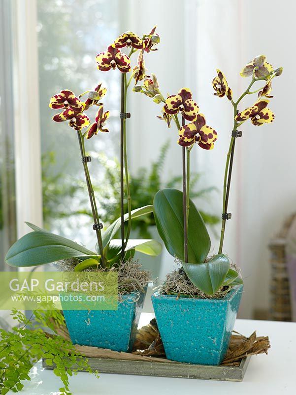 Phalaenopsis 'Gelbe Kuhflecken', Tillandsia usneoides in turquoise pots