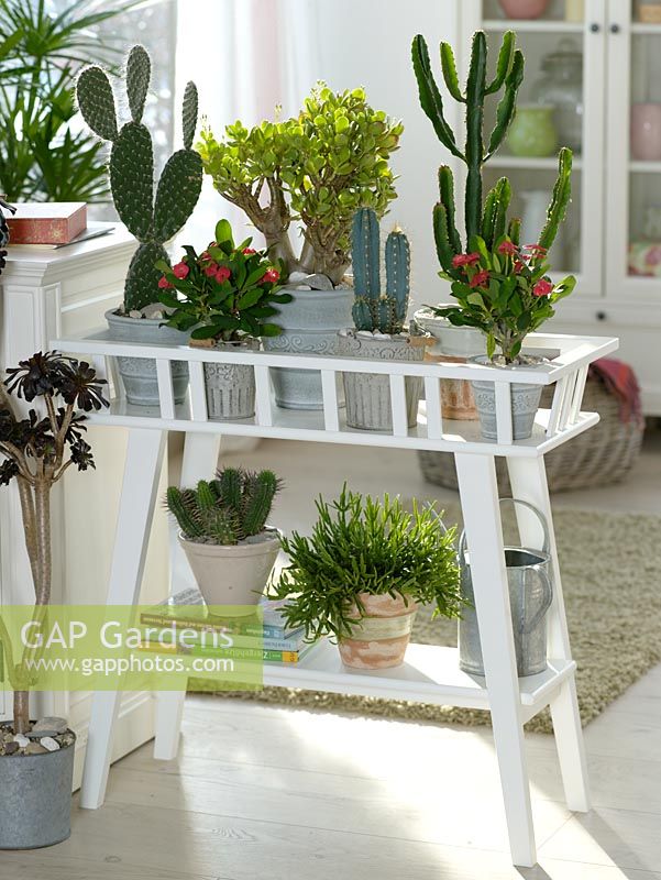 Cacti and Succulents in containers on plant stand  