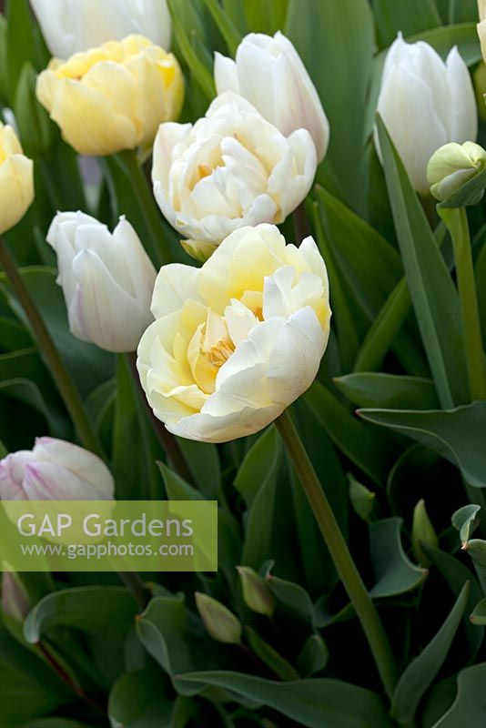Tulipa 'Montreux', Tulipa 'White Marvel',  Tulipa 'Francoise' and Tulipa 'White Triumphator' 