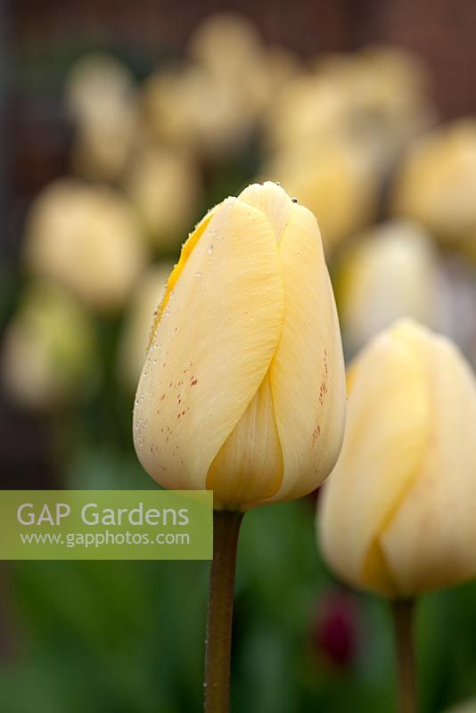 Tulipa 'Ivory Floradale' 