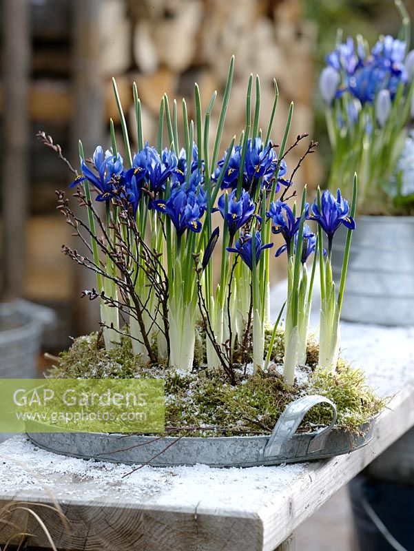 Iris reticulata 'Harmony' in moss on zinc tray, decorated with branches of Betula - birch in light snow