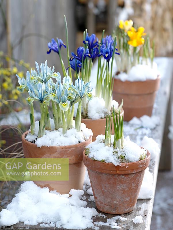 Iris reticulata 'Harmony', 'Katharine Hodgkin' Dwarf Iris in clay pots in the snow