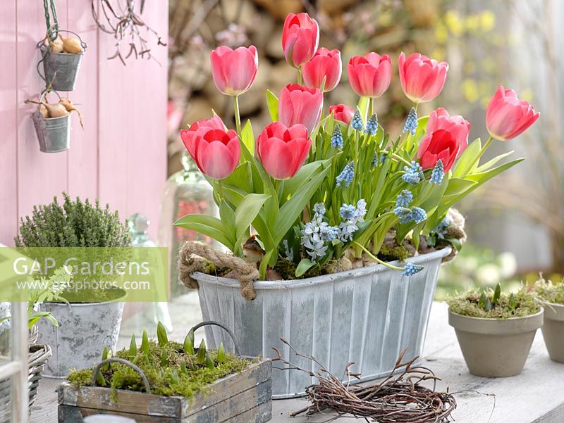 Tulipa 'Red Paradise' in metal trough, Muscari, Scilla, Thymus and Hyacinthus   