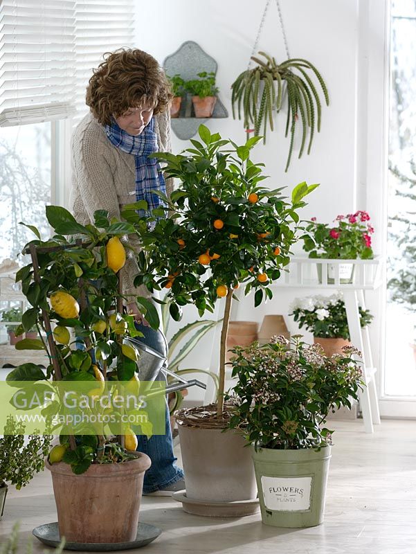 Woman watering houseplants - Citrus limon - lemon on a trellis, Citrofortunella microcarpa - Calamondine stems, Viburnum tinus 'Eve Price' - laurel snowball)