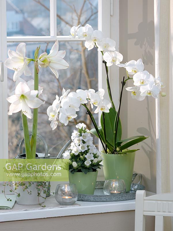 Group of white flowering plants on windowsill 