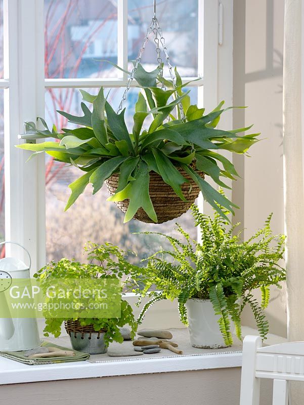 Hanging basket and container plants on windowsill 