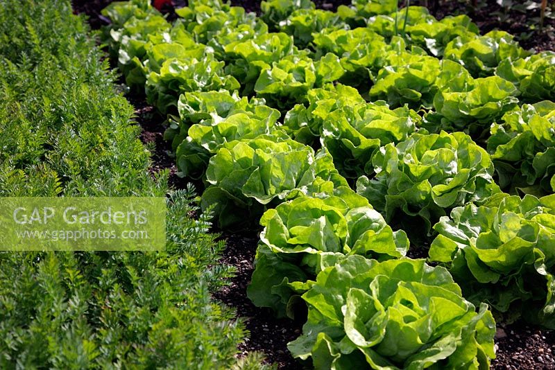 Lettuce 'Unrivalled' with Carrot 'Amsterdam Forcing 3'