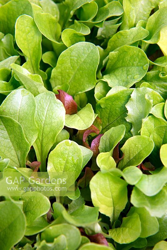 Thompson and Morgan Salad Leaf mixture - 'Crunchy Lettuce Mixed'