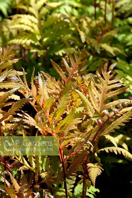 Onoclea sensibilis - newly emerged fern fronds