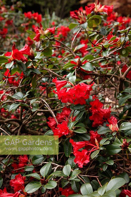 Rhododendron 'The Lizzard'