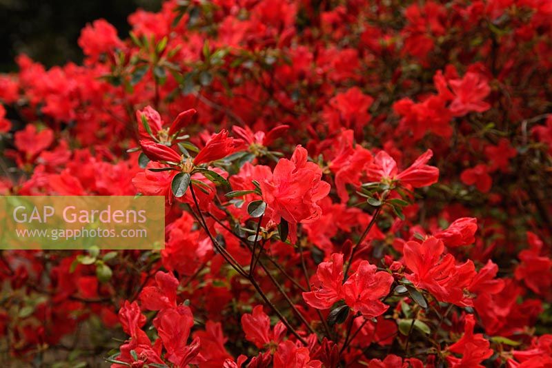 Rhododendron 'Princess Juliana'