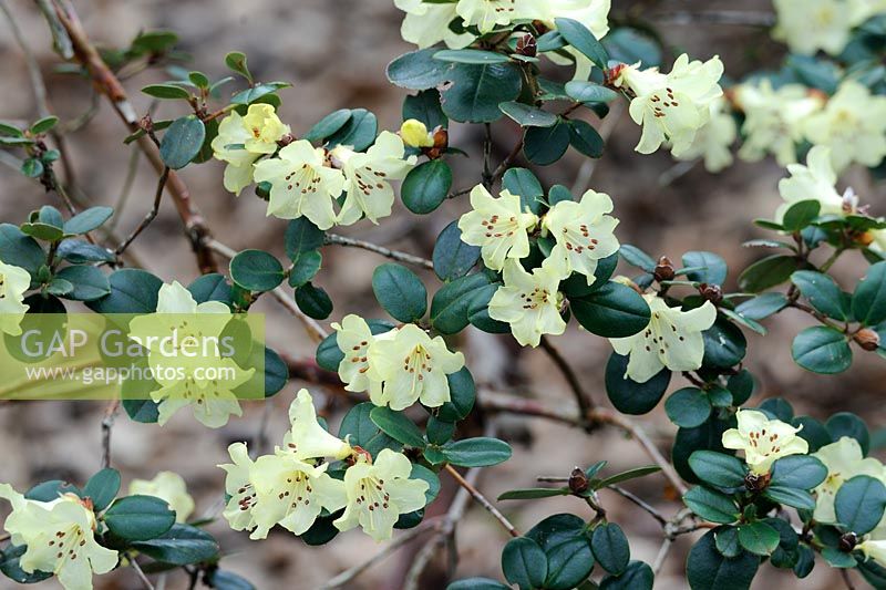 Rhododendron Golden Oriole (moupinense x sulphureum)