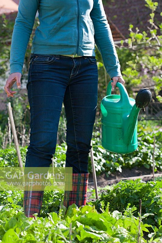 Woman holds watering can ready to water recently planted tomato seedlings.