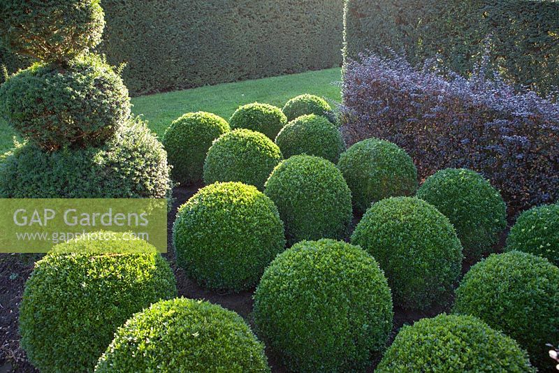 Box topiary spheres at East Ruston Old Vicarage Gardens, Norfolk
