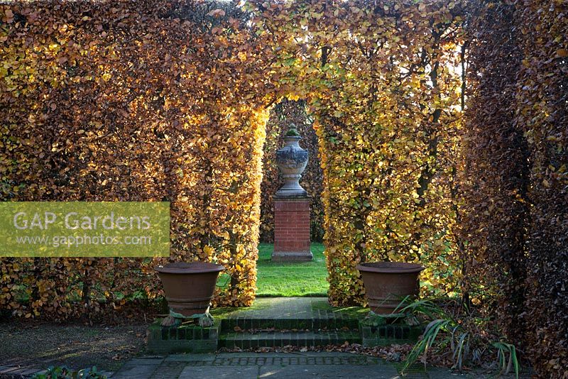 Arched entrance through autumnal beech hedge. East Ruston Old Vicarage Gardens, Norfolk