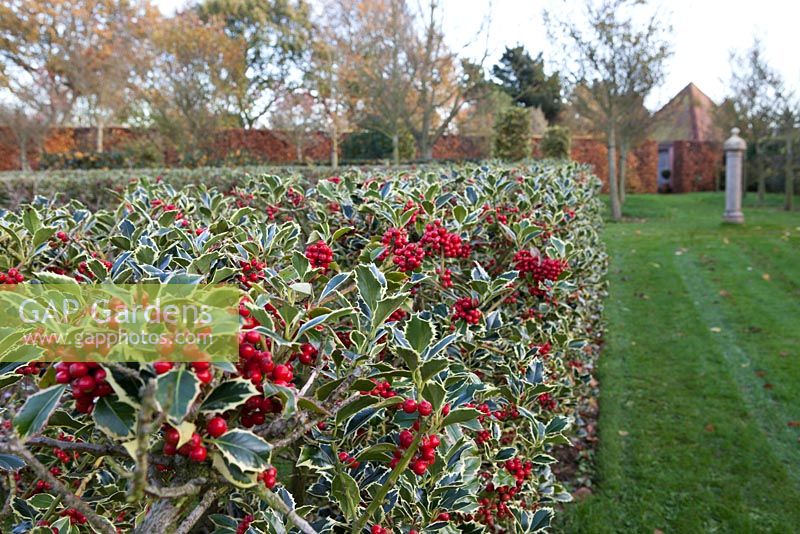 Variegated Holly hedge - East Ruston Old Vicarage Gardens, Norfolk 