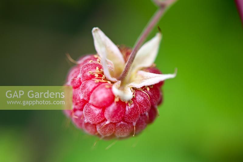 Rubus idaeus - Raspberry 'Autumn Bliss'