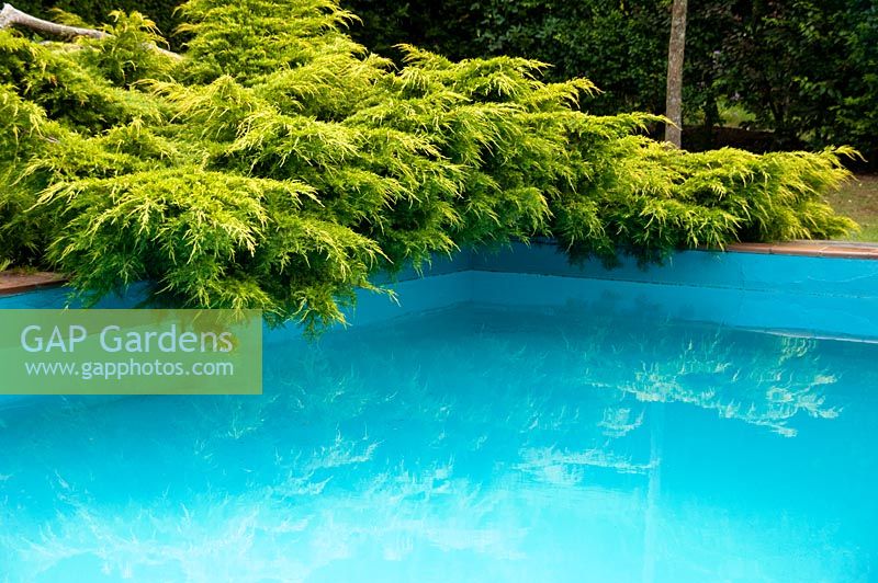The swimming pool at Marle Place with low growing conifer