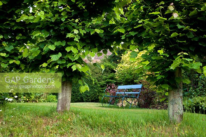 Garden bench framed by lime tree foliage. Marle Place
