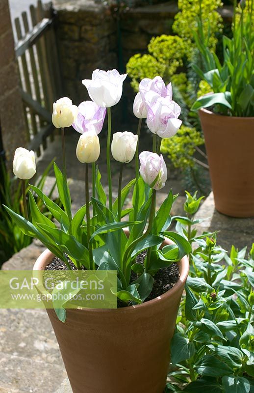 Tulipa 'Shirley' in terracotta pot