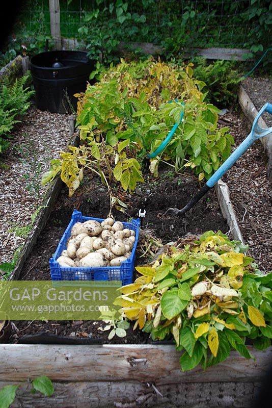 Solanum tuberosum 'Arran pilot' Potato harvesting crop growing in raised bed