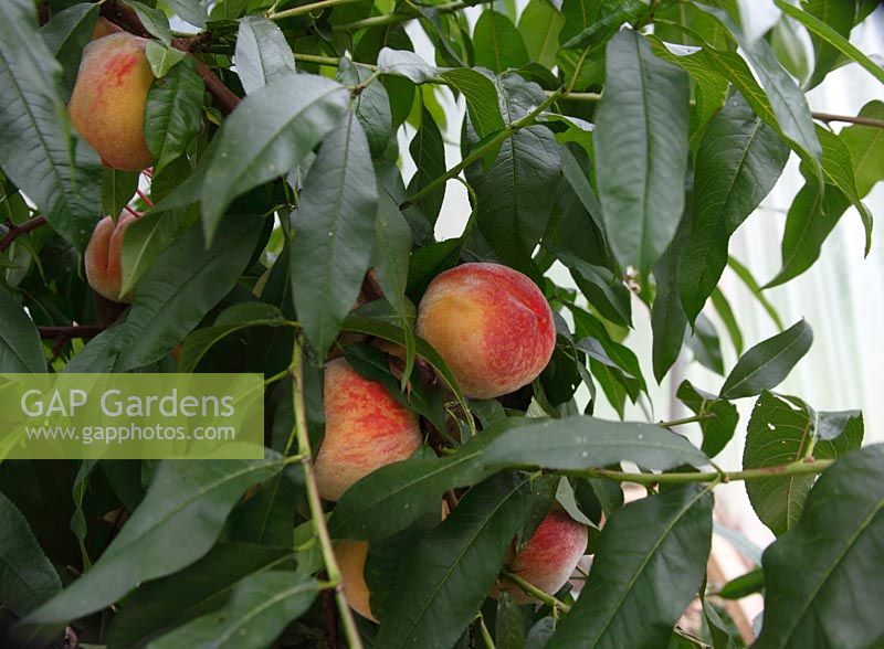 Prunus 'Rochester' Peach close up of ripe fruit