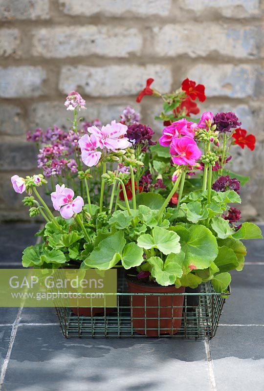 Pink pelargoniums and nemesias in a wire tray
