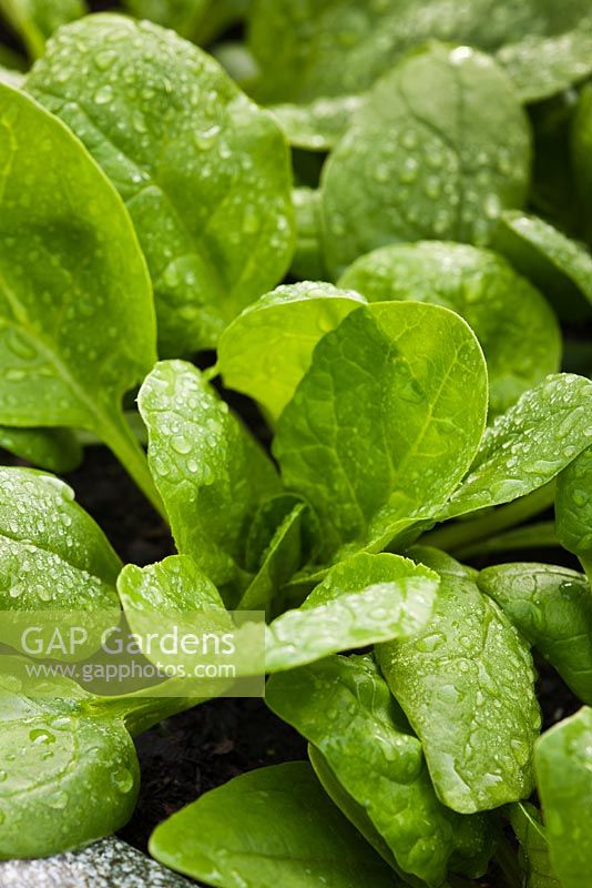 Spinacia oleracea - Spinach 'Palco' F1 Hybrid