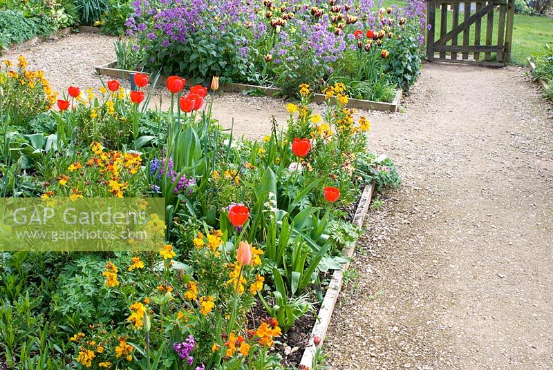 Spring beds with Lunaria annua - Honesty, Erysimum - Wallflower, Tulipa 'Judith Leyster' and 'Gavota' at Painswick Rococo Gardens, Gloucestershire  