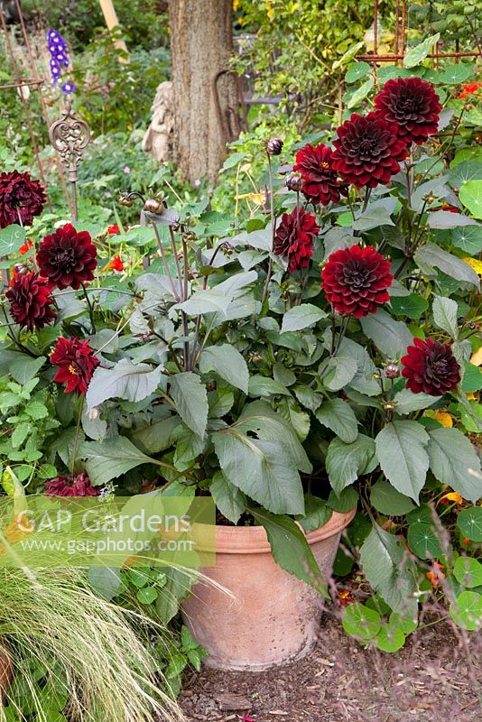Dahlia 'Karma Choc' in clay containers