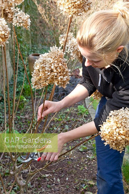 Woman cutting back Hydrangea paniculata 'Limelight'