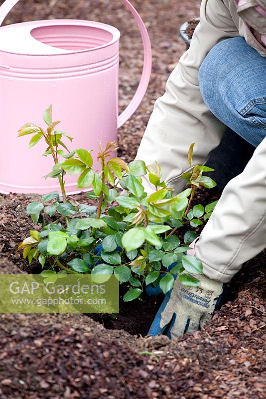 Step by step of planting out a container grown rose 