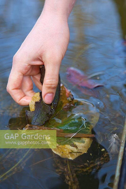 Removing autumnal leaves from pond
