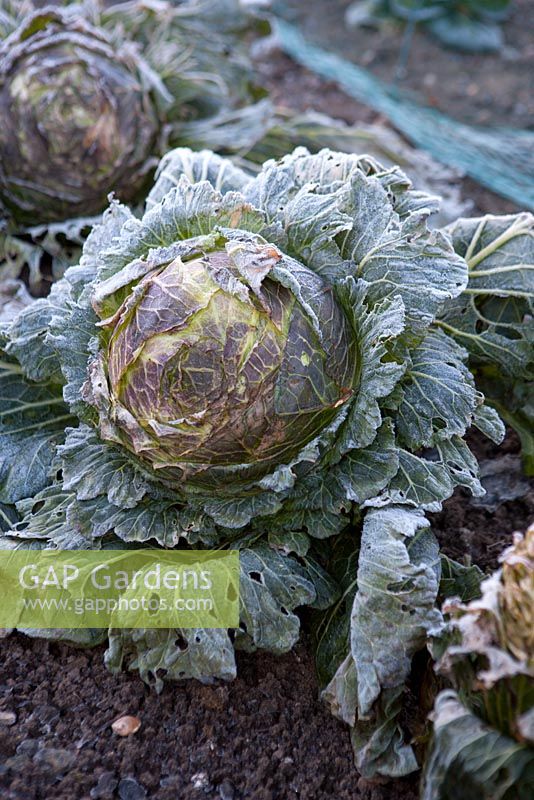 Cabbage damaged by overwintering