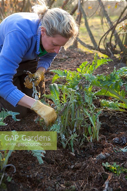 Removing dead and decaying artichoke leaves -  this helps to avert potential disease problems
