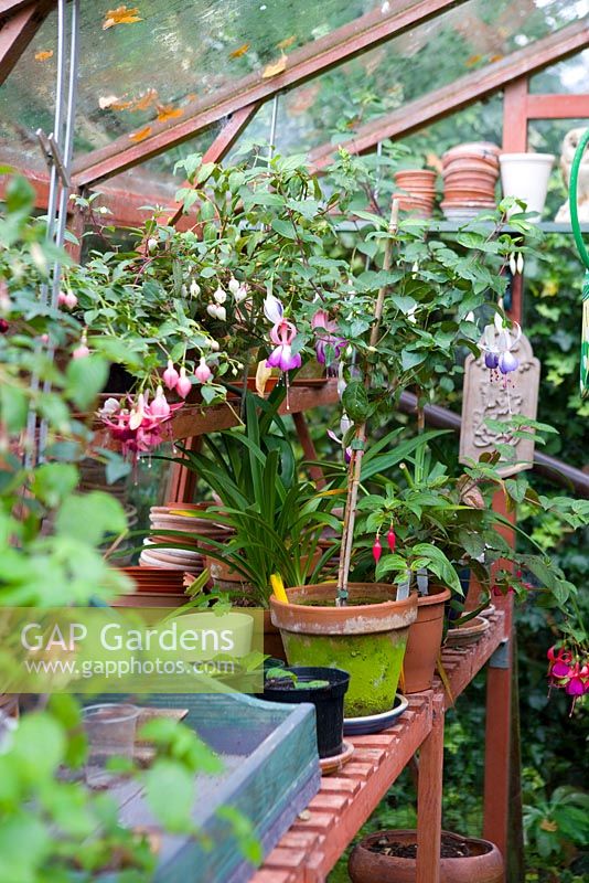 Fuchsia in terracotta pots in greenhouse