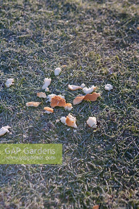 Bread for the birds on frosty lawn