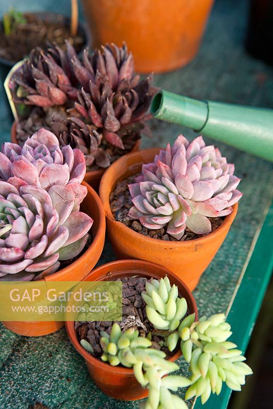Watering succulents in the greenhouse after over wintering 