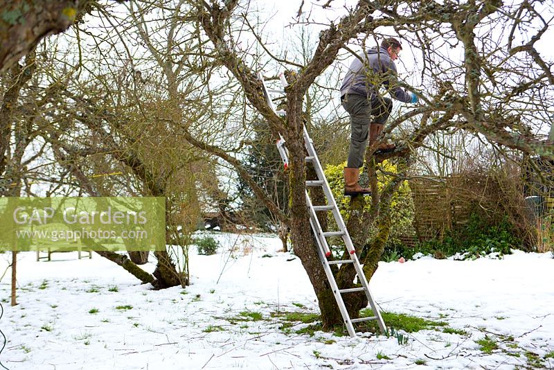 Removing dead and decaying twigs and branches of apple tree 