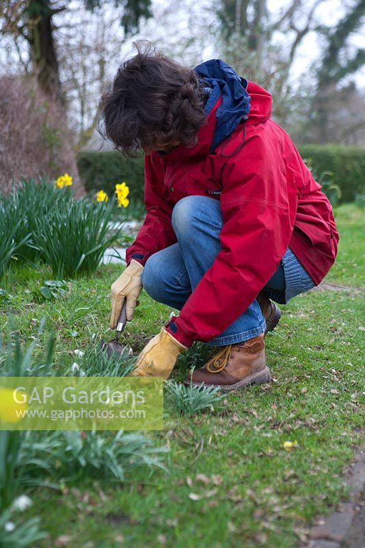 Using a trowel to gently coax the main plant out of the ground.